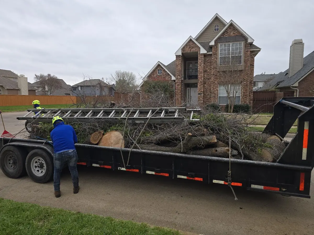 Expert Deadwooding with proper safety equipment in Fredericksburg